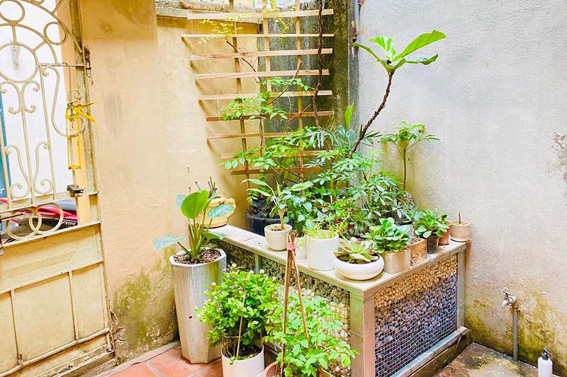cây đuổi muỗi tốt nhất