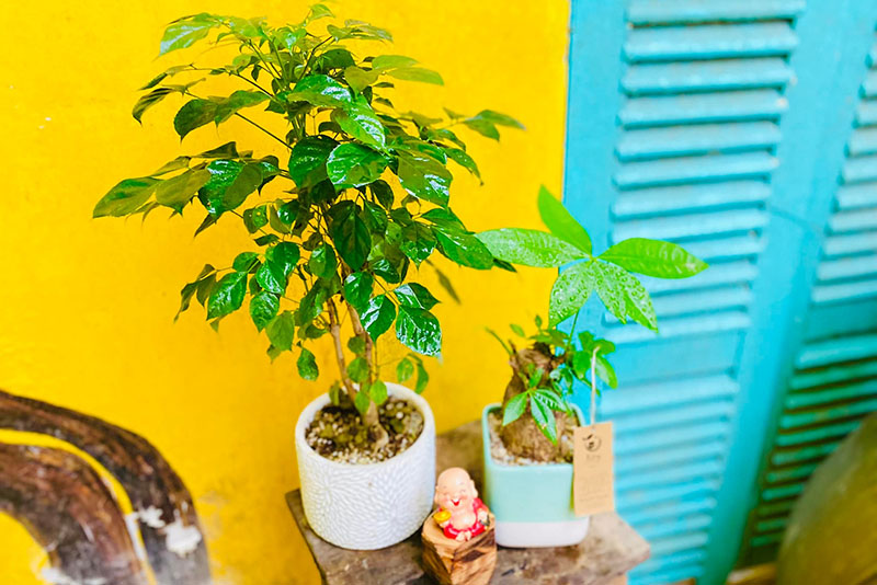 Cây Hạnh Phúc phong thủy