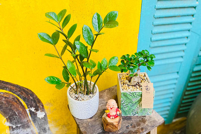 cây kim tiền cho người mệnh mộc