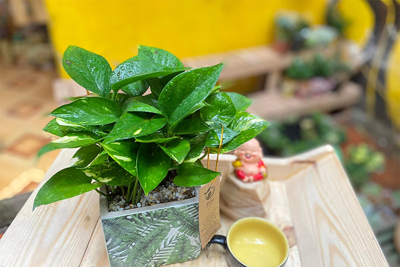 cây phong thủy hợp mệnh mộc