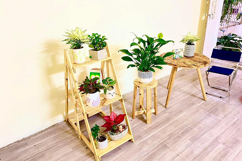 gợi ý cây hợp mệnh thủy