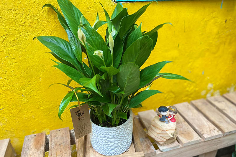 cây lan ý cho người mệnh thủy