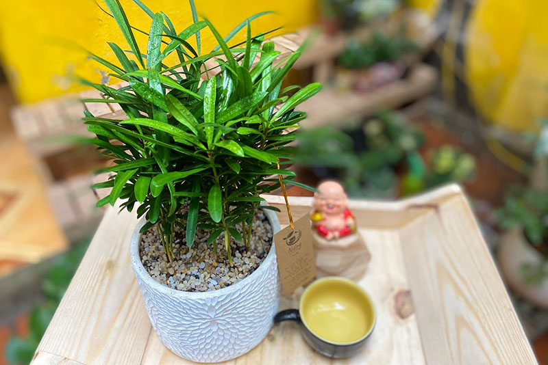 tùng la hán hợp mệnh thủy