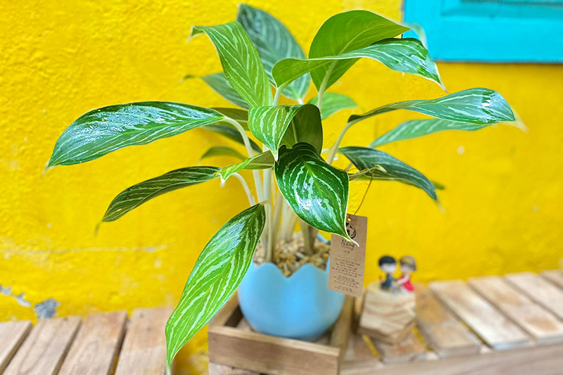 cây bạch mã hoàng tử dành cho người mệnh thủy